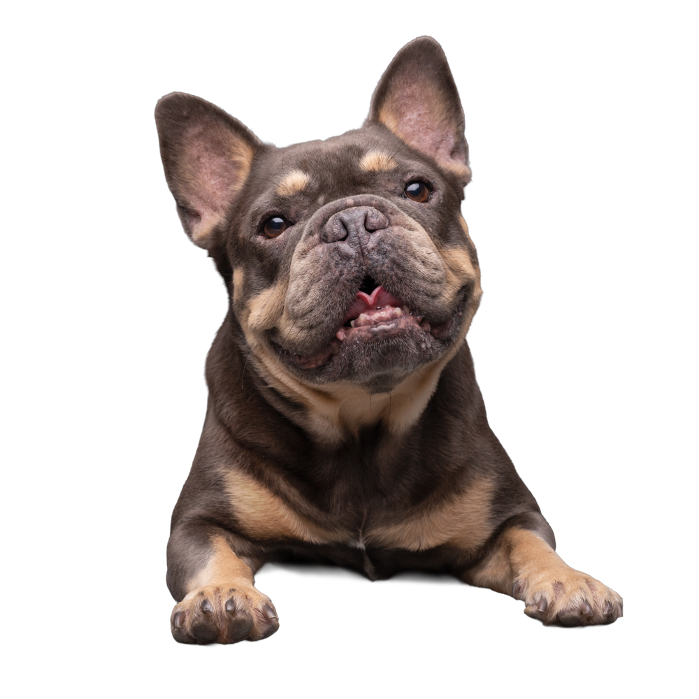 Babi, a tricolor French Bulldog