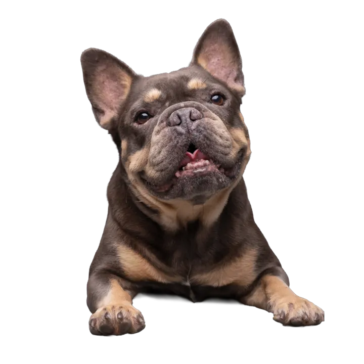 Babi, a tricolor French Bulldog