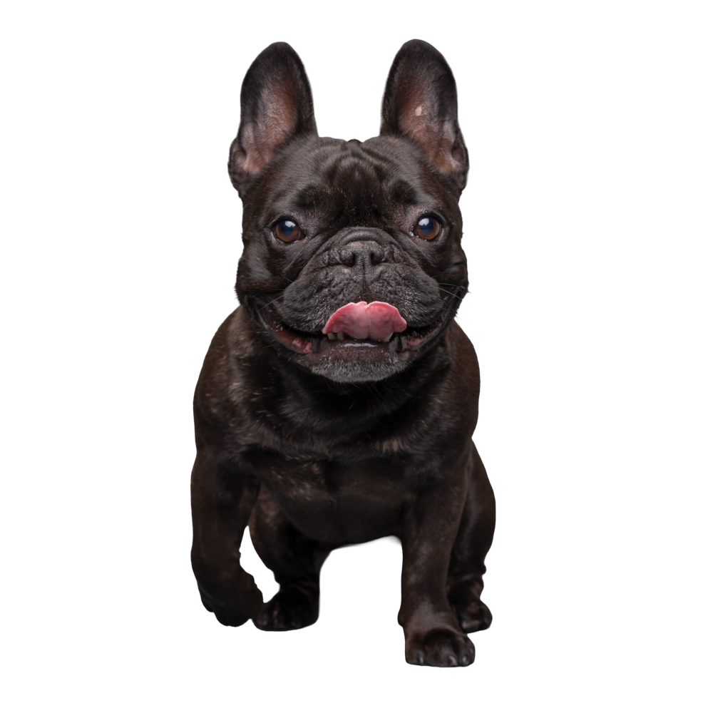 Juju, a solid black French Bulldog