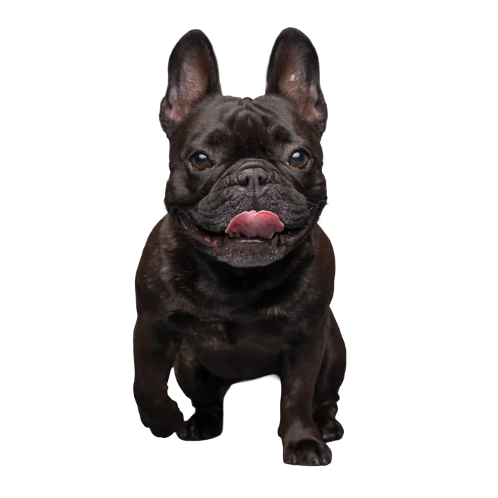 Juju, a solid black French Bulldog